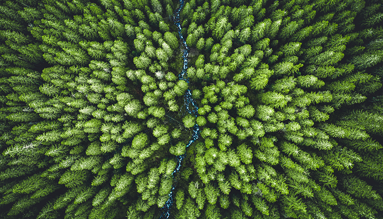 Overhead view of a forest. 