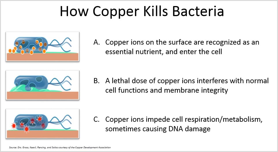 How copper kills bacteria